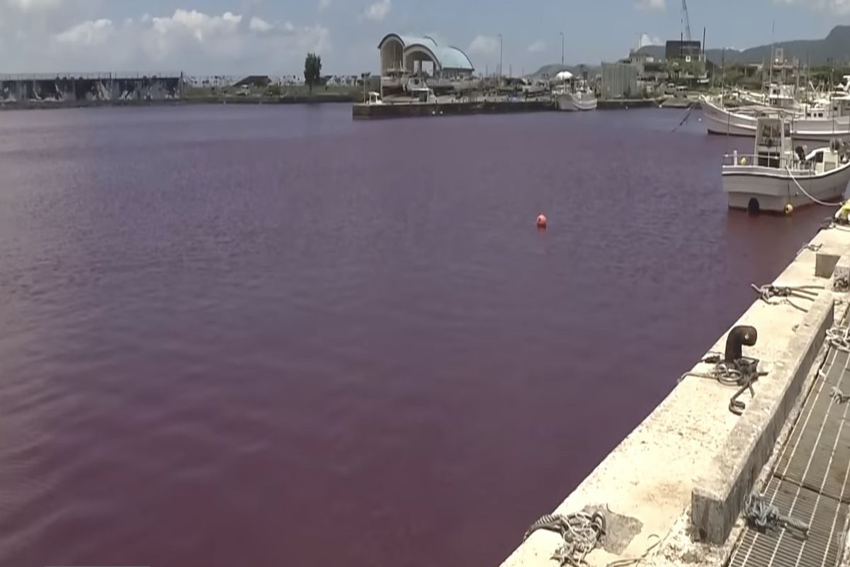 Ιαπωνία: Γιατί έγινε κόκκινη η θάλασσα