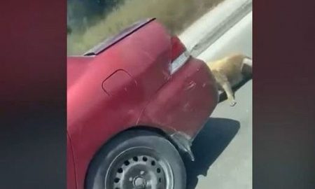 Ζάκυνθος: Νέο περιστατικό κακοποίησης ζώου – Έσερνε σκύλο με το αυτοκίνητό του