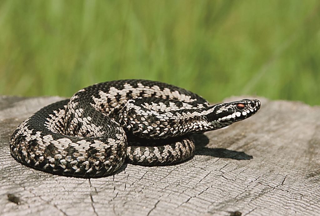 Βόλος: Τέσσερα τα τσιμπήματα της οχιάς στο 4χρονο που νοσηλεύεται στη ΜΕΘ