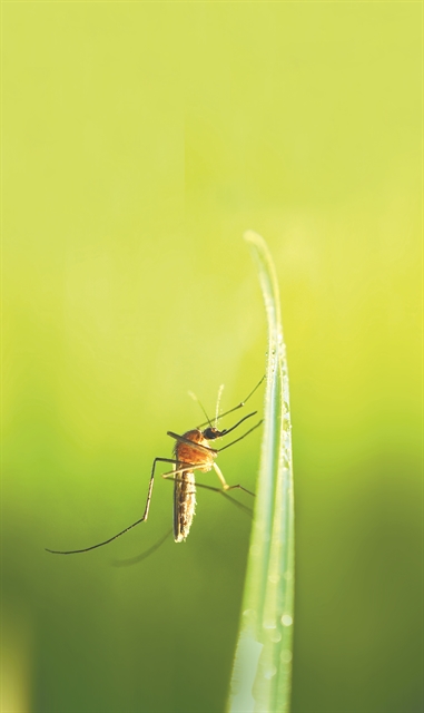 Σήμα  κινδύνου για μεταφερόμενες ασθένειες από κουνούπια