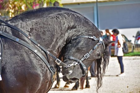 Κέρκυρα: Άλογο ξεψύχησε στην άσφαλτο – 30.000 ευρώ πρόστιμο στον ιδιοκτήτη