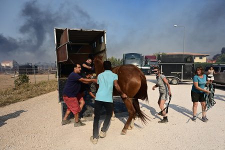 Φωτιά στον Κουβαρά: Στον Ιππικό Όμιλο Αναβύσσου οι φλόγες – Πολλά άλογα εγκλωβισμένα