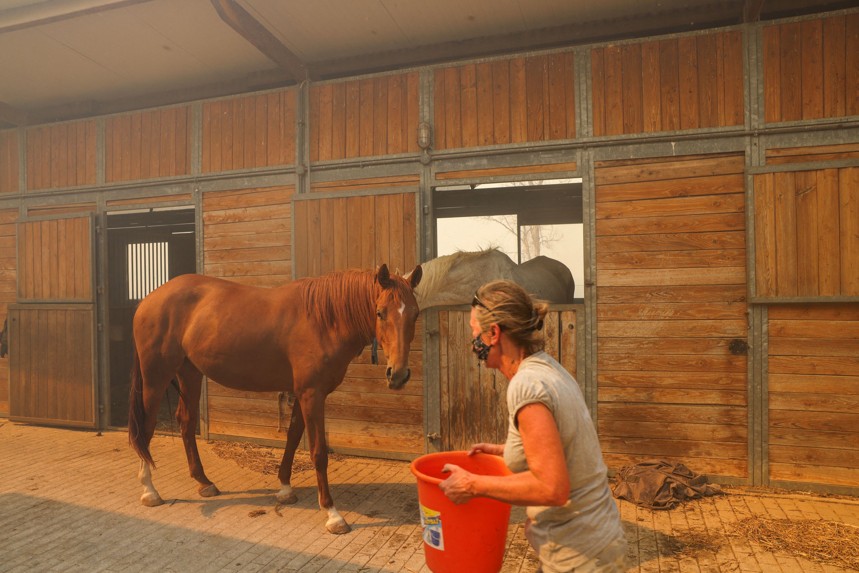 Τον γύρο του κόσμου μέσω Reuters κάνει η διάσωση των αλόγων στην Ανάβυσσο