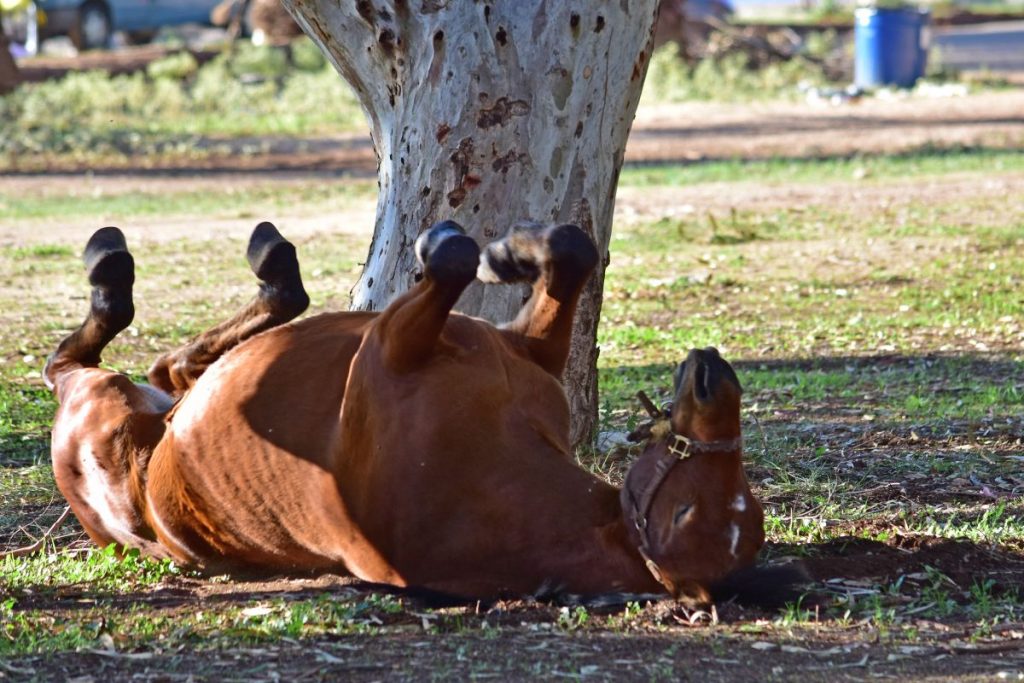Άφησε το άλογο δεμένο στον καύσωνα χωρίς νερό και πέθανε