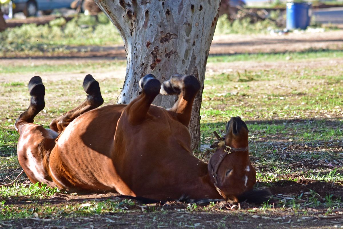 Άφησε το άλογο δεμένο στον καύσωνα χωρίς νερό και πέθανε