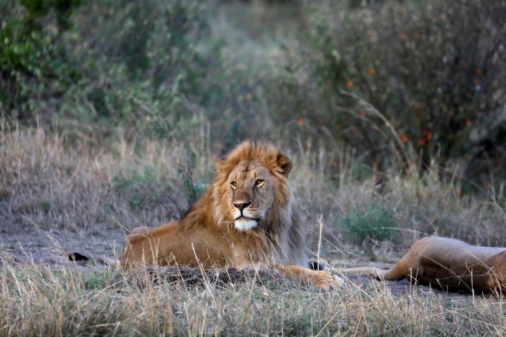 Βερολίνο: Λιοντάρι κυκλοφορεί σε δρόμο της πόλης
