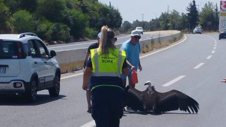 Κρήτη: Γύπας έπεσε στη μέση του δρόμου λόγω καύσωνα – Του έδωσαν νερό περαστικοί