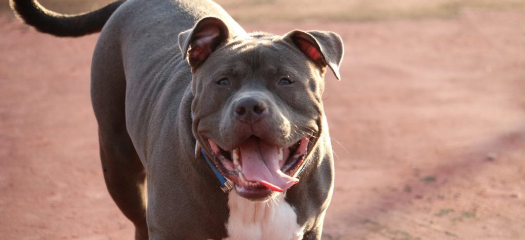 Βύρωνας: Νεκρή 60χρονη μέσα στο σπίτι της – Την κατασπάραξαν τα δύο σκυλιά της