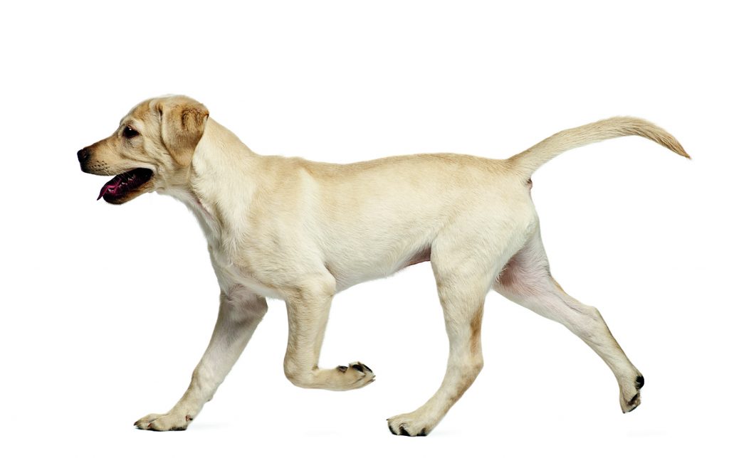 Πτολεμαΐδα: Σοβαρή καταγγελία για δηλητηρίαση σκύλου από υδροκυάνιο