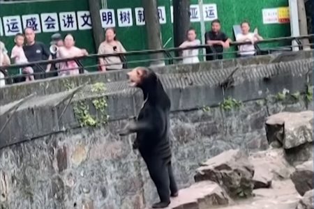 Κίνα: Ουρές για την αρκούδα που μοιάζει με άνθρωπο – Τι απαντά ο ζωολογικός κήπος