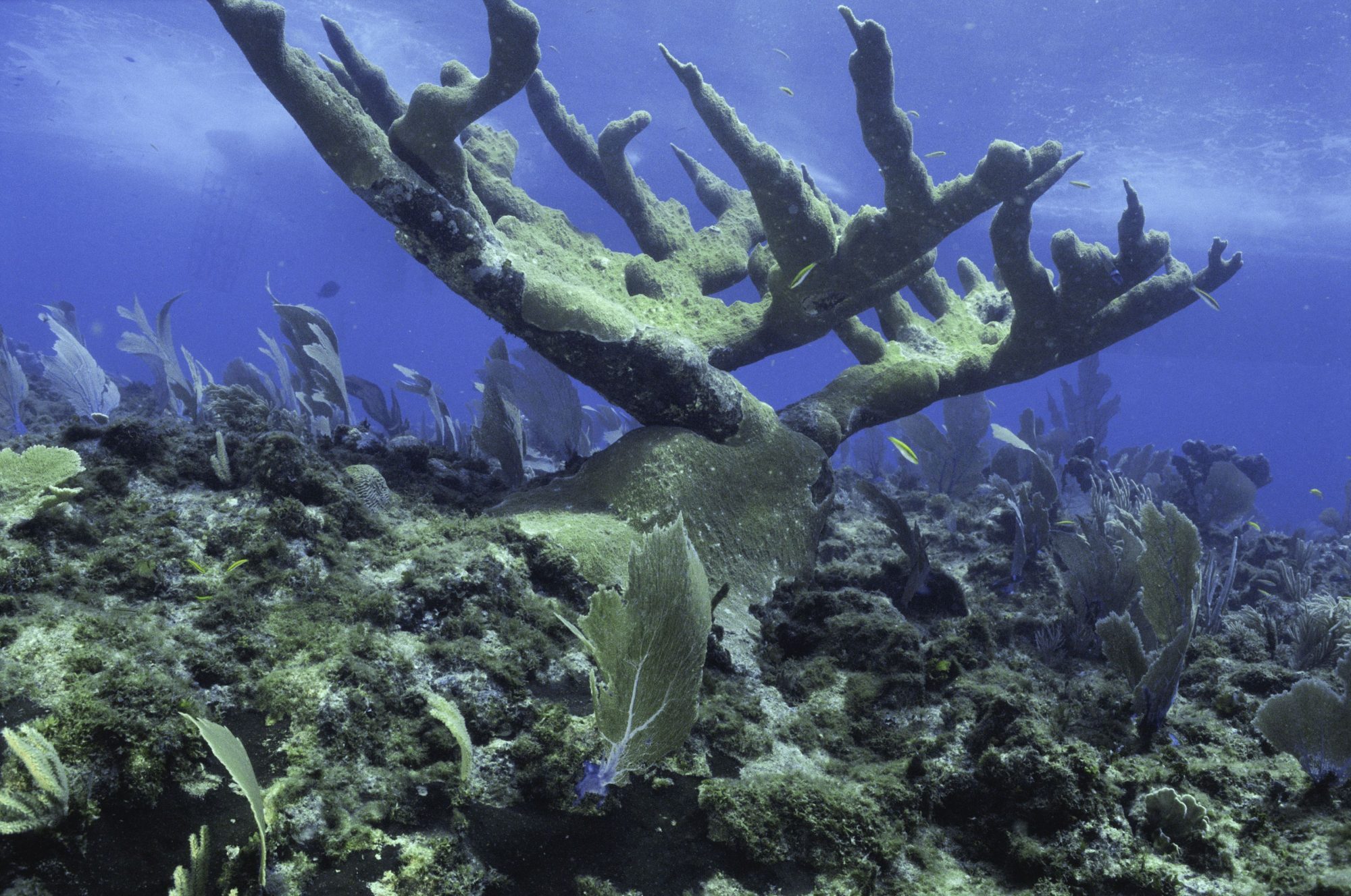 ΗΠΑ: Κίνδυνος για ολόκληρο το υποθαλάσσιο οικοσύστημα – Εξαφανίζονται οι κοραλλιογενείς ύφαλοι