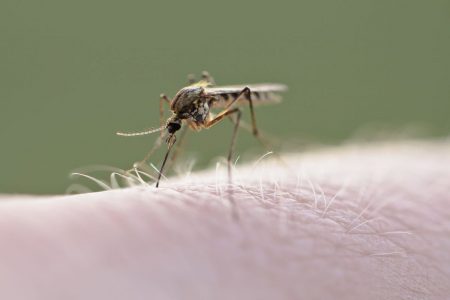 Συμβουλές για να αποφύγουμε τα κουνούπια, τον «πρώτο δολοφόνο»