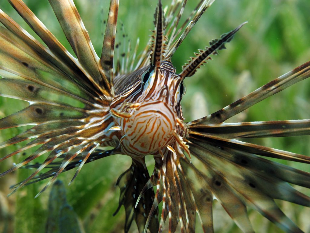 Ποια είναι τα ψάρια «μετανάστες» της κλιματικής αλλαγής που «τρομοκρατούν» τις ελληνικές θάλασσες