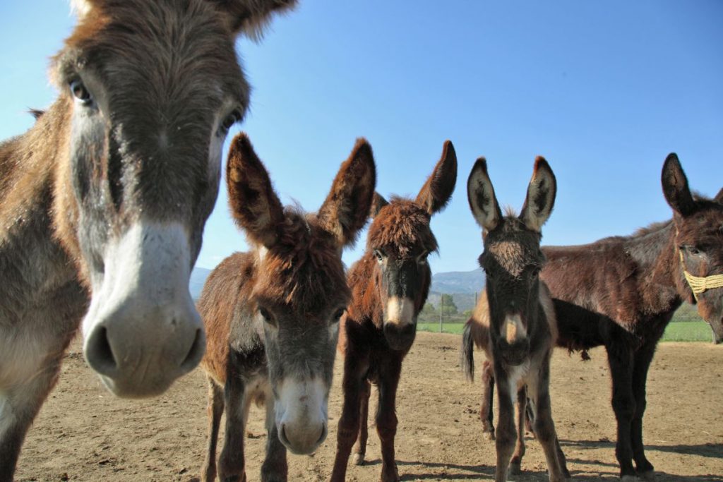 ‘Υδρα: Οργή για τα φορτωμένα γαϊδουράκια – Τι απαντάει ο δήμαρχος