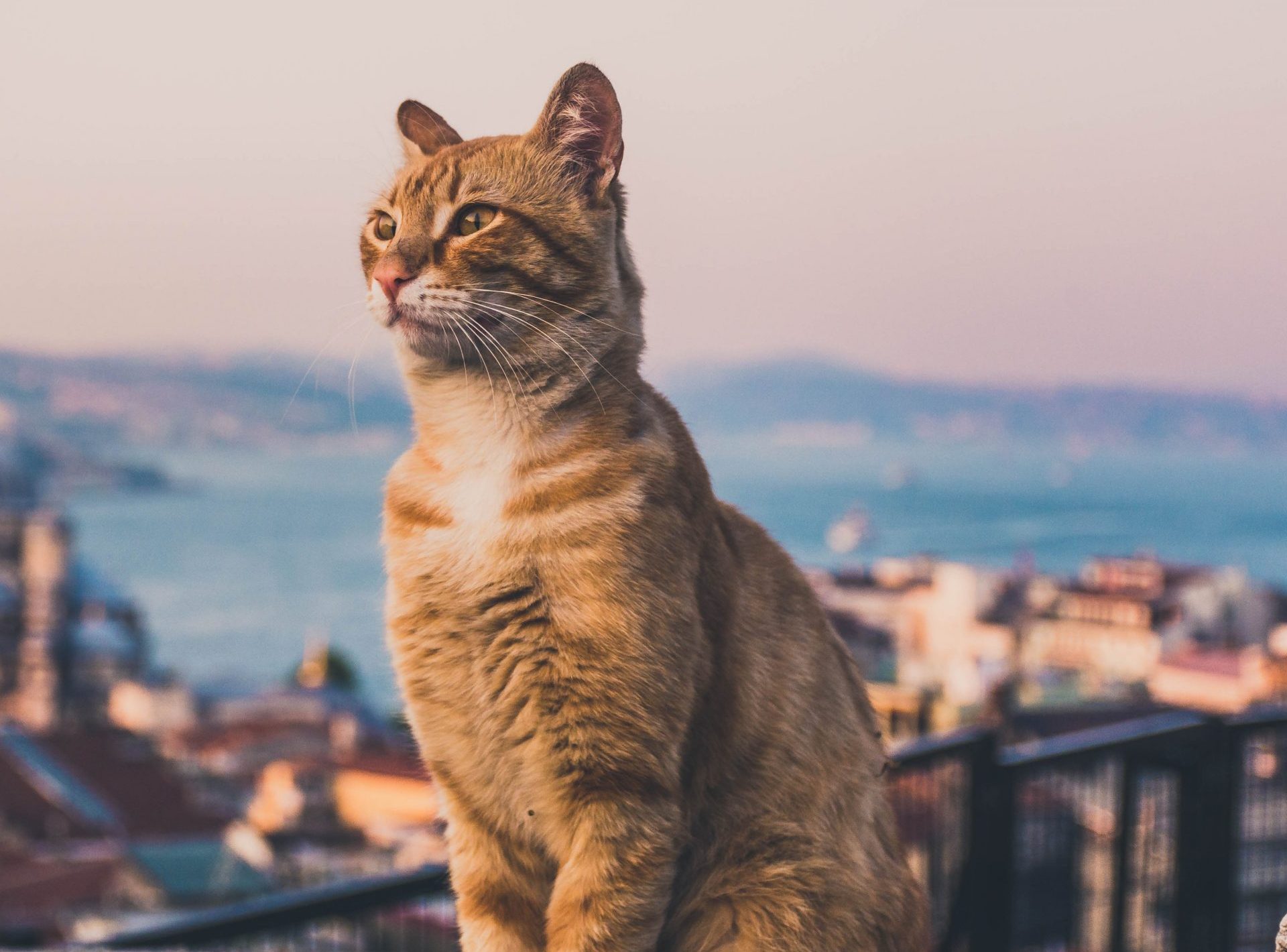 Παγκόσμια ημέρα γάτας: Πώς το αγαπημένο κατοικίδιο κατέκτησε τον κόσμο