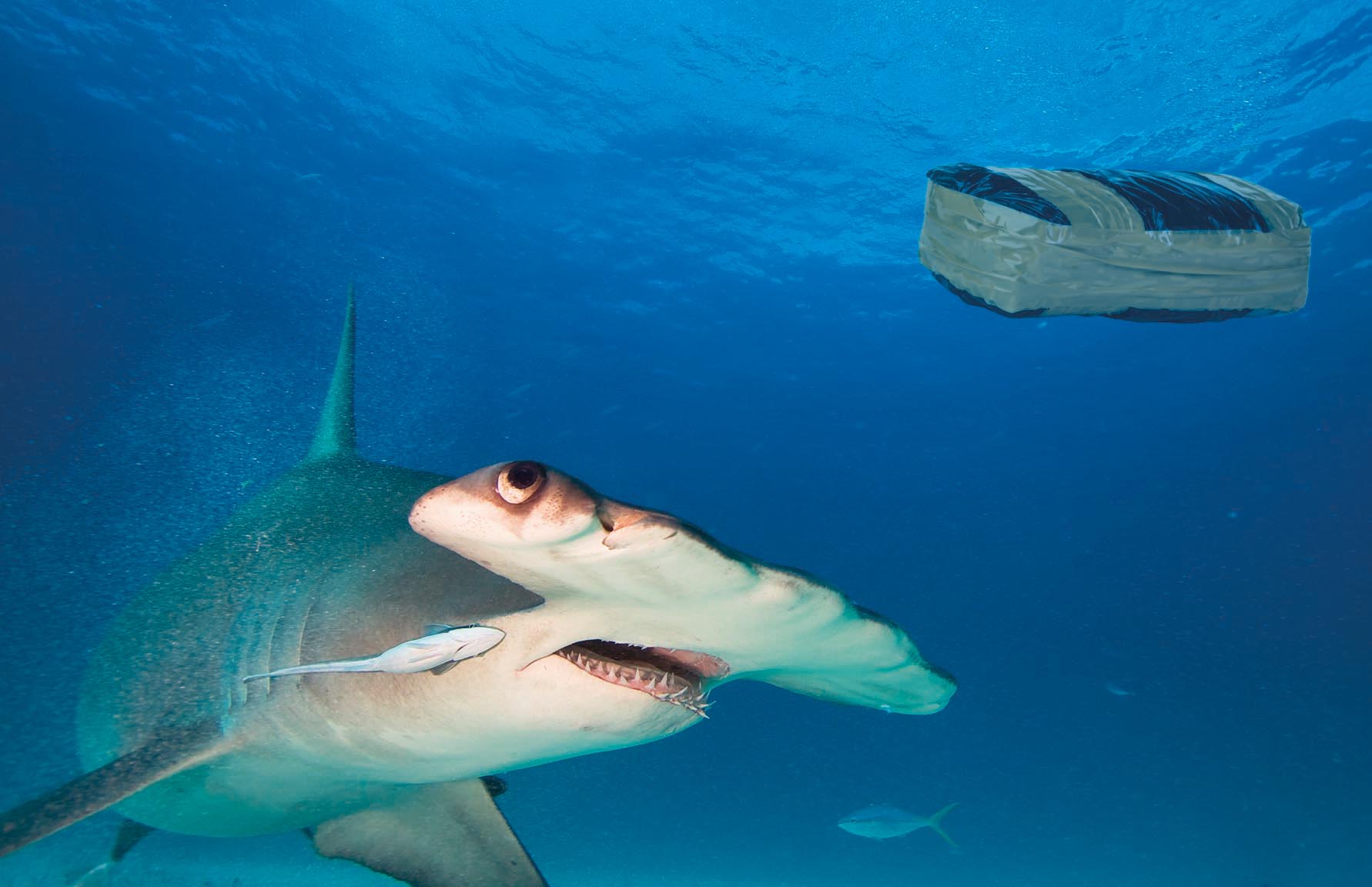 Κοκαϊνομανείς καρχαρίες;