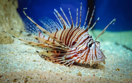 Επικίνδυνα ψάρια-εισβολείς στις θάλασσές μας
