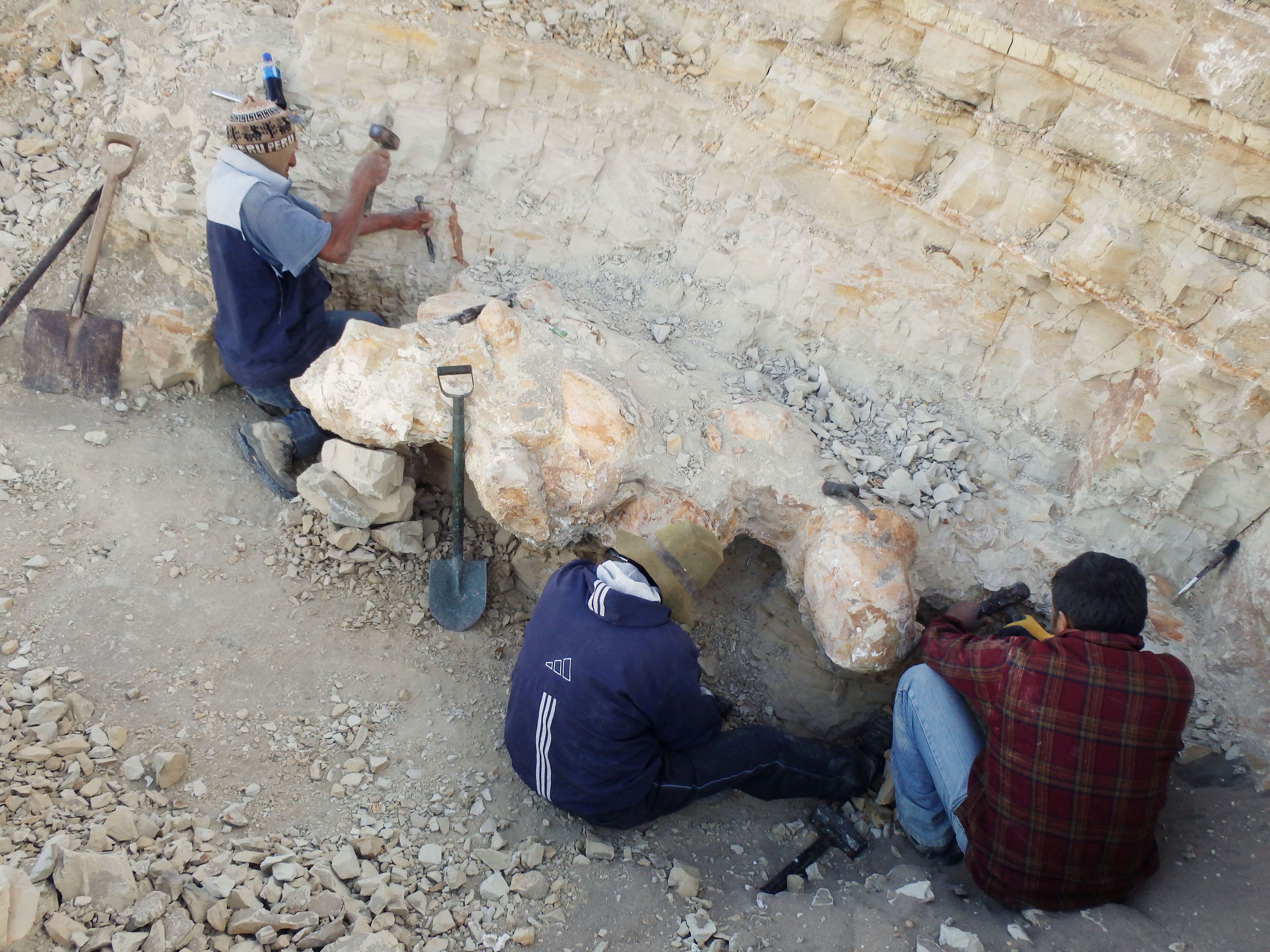 Αίγυπτος: Ανακαλύφθηκαν απολιθωμένα οστά φάλαινας ηλικίας 41 εκατομμυρίων χρόνων