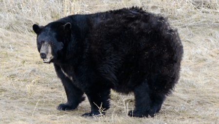 Καλιφόρνια: Αρκούδα συνελήφθη για 21 διαρρήξεις σε σπίτια