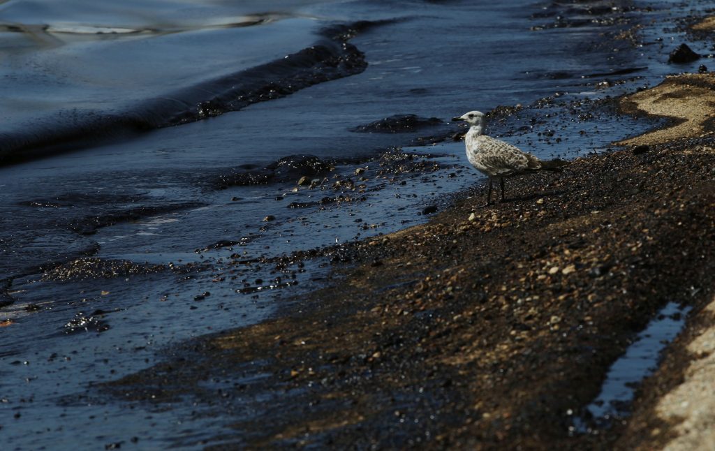Θαλάσσια ρύπανση: Τα «προειδοποιητικά» μηνύματα που δεν ακούσαμε ποτέ – Τι μέλλει γενέσθαι