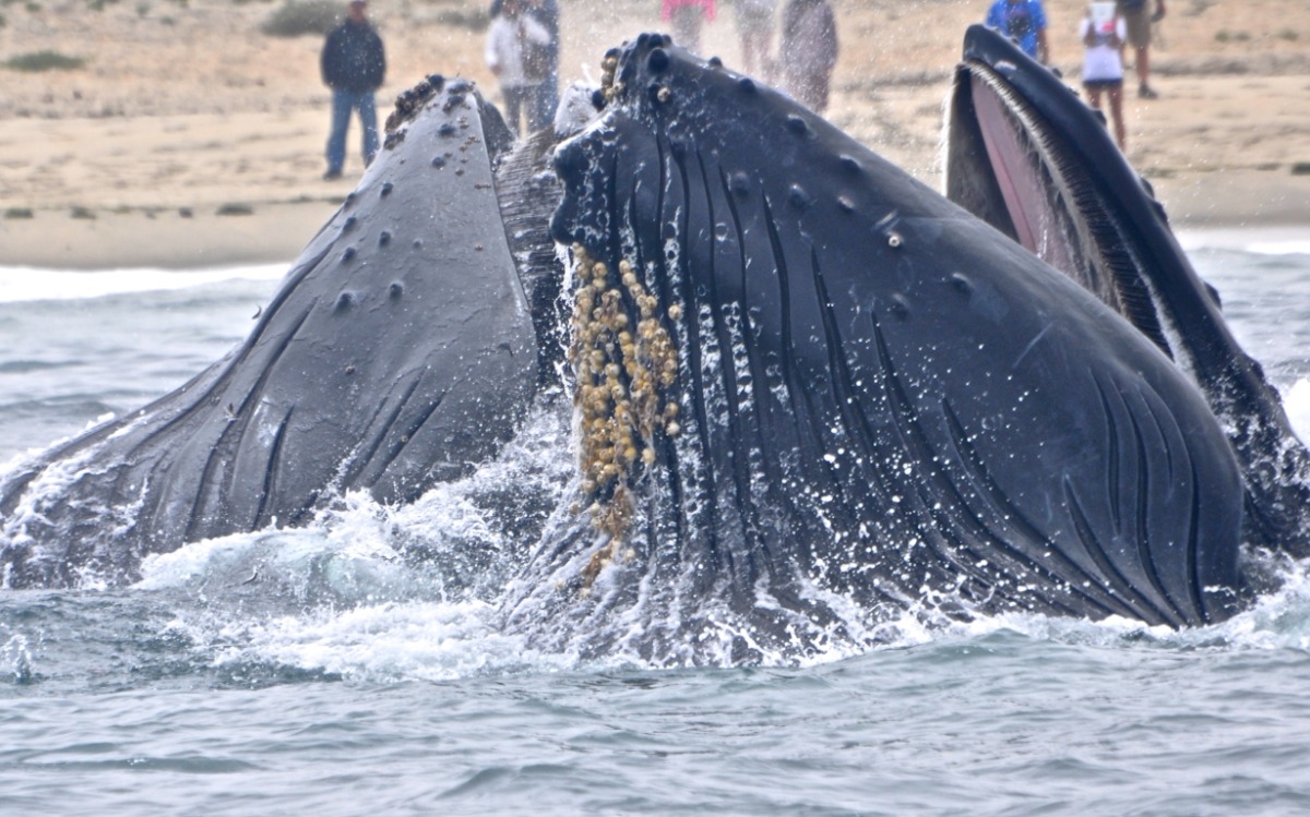 Γκρίζες φάλαινες «ζητούν βοήθεια» για να τους αφαιρέσουν παράσιτα