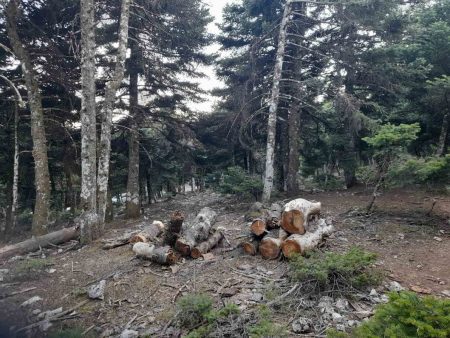 Πάρνηθα: Το ημιτελές έργο του καθαρισμού των δασών «απειλεί» τον Εθνικό Δρυμό