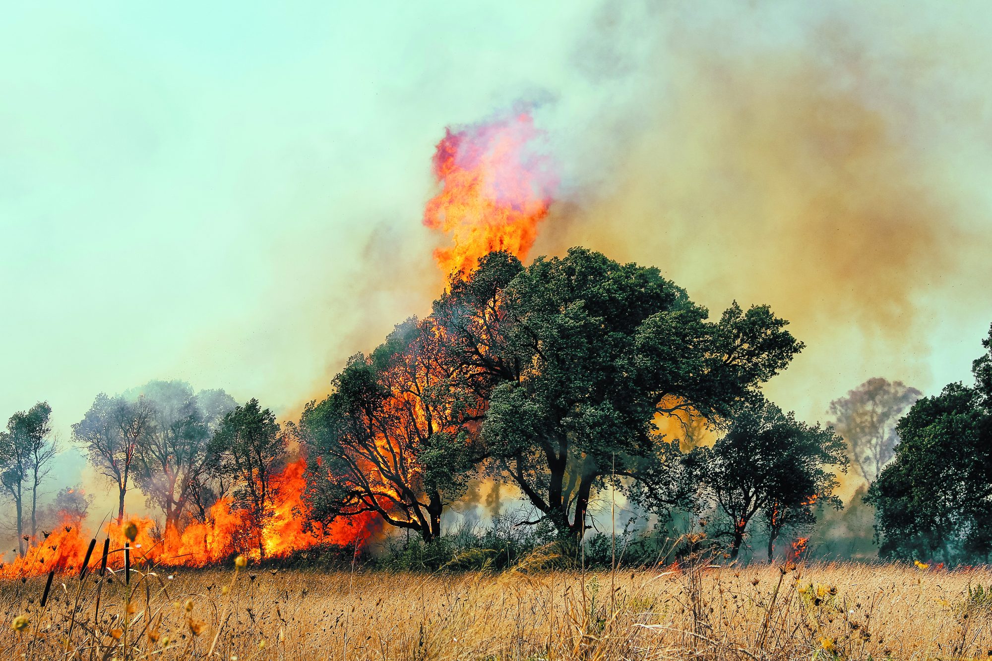 Δασικές Πυρκαγιές: Τι συνέβη τον Ιούλιο του 2023 – Προς αναθεώρηση της διαχείρισης των δασών