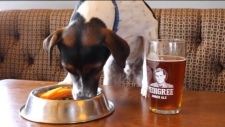 Βρετανία: Παμπ με  ειδικό μενού για σκύλους και ποτά χωρίς αλκοόλ