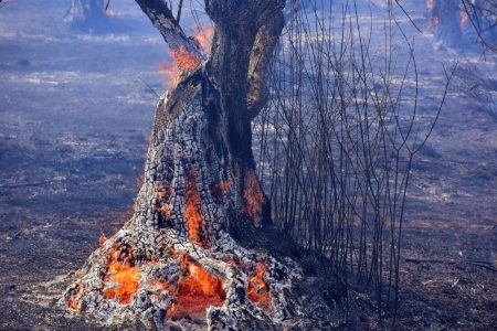 Φωτιά στη Βοιωτία: Αναζωπύρωση στα Βάγια