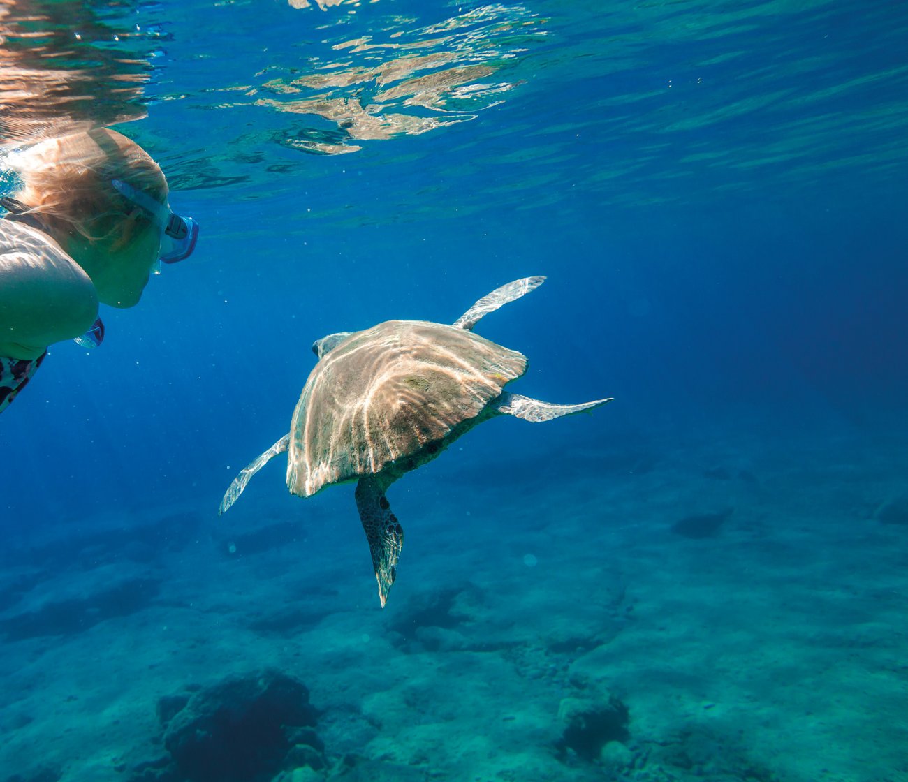 Δύσκολοι καιροί για χελώνες!