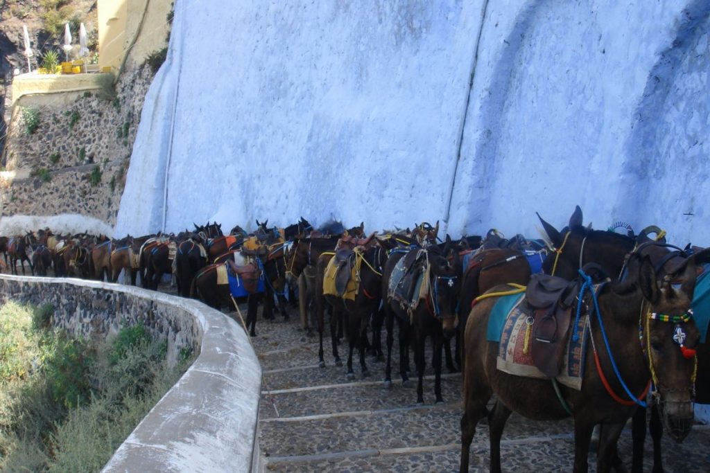 Λέσβος: Σάλος από γαϊδουροδρομίες – Παιδιά μαστιγώνουν ανελέητα τα ζώα