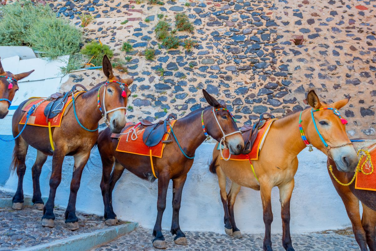 Λέσβος: Παρέμβαση εισαγγελέα για τις γαϊδουροδρομίες