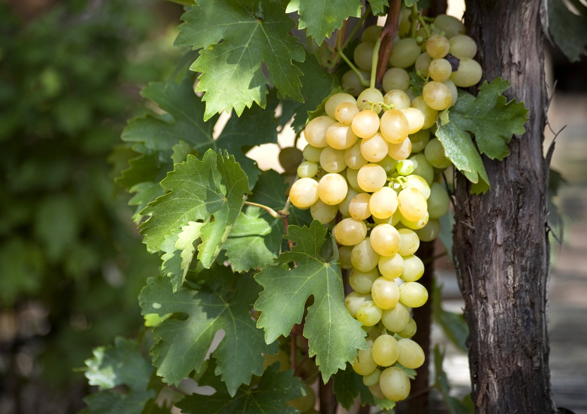 Τήνος: Συγκλονιστικές μαρτυρίες για την απώλεια του 3χρονου – Η απάντηση της Υγειονομικής Υπηρεσίας