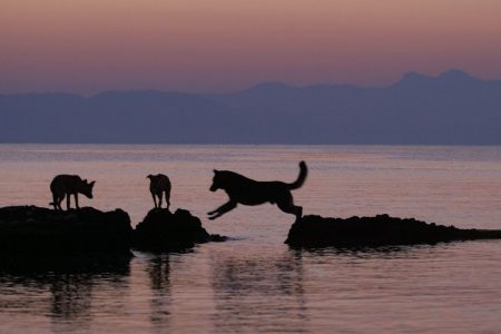 Ρωσία: Αγέλη άγριων σκύλων κυνηγά αγόρι σε παραλία