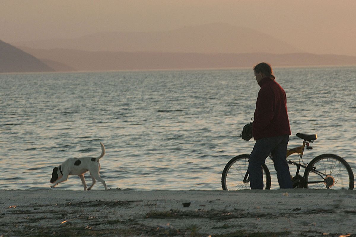 Οι Θεσσαλονικείς βγάζουν βόλτα το σκύλο χωρίς λουρί και τσιπάκι – Δεκάδες τα πρόστιμα
