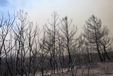Δάσος της Δαδιάς: Αποκαρδιωτικός ο απολογισμός της φωτιάς – Κάηκε το 60%