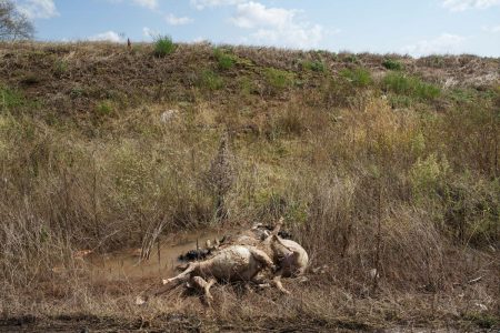 Θεσσαλία: Υγειονομική βόμβα με νεκρά ζώα και επικίνδυνα υλικά μετά τις πλημμύρες