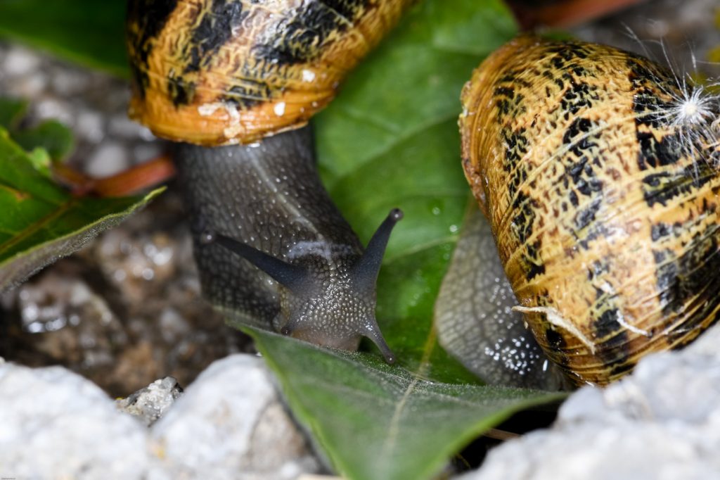 Κρήτη: Συνελήφθη ανήλικος με… 25 κιλά χοχλιούς
