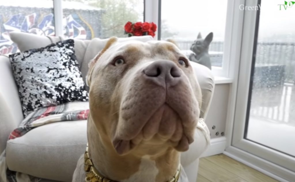 Λονδίνο: Σκυλιά κατασπάραξαν την ιδιοκτήτρια τους – Η απαγορευμένη ράτσα