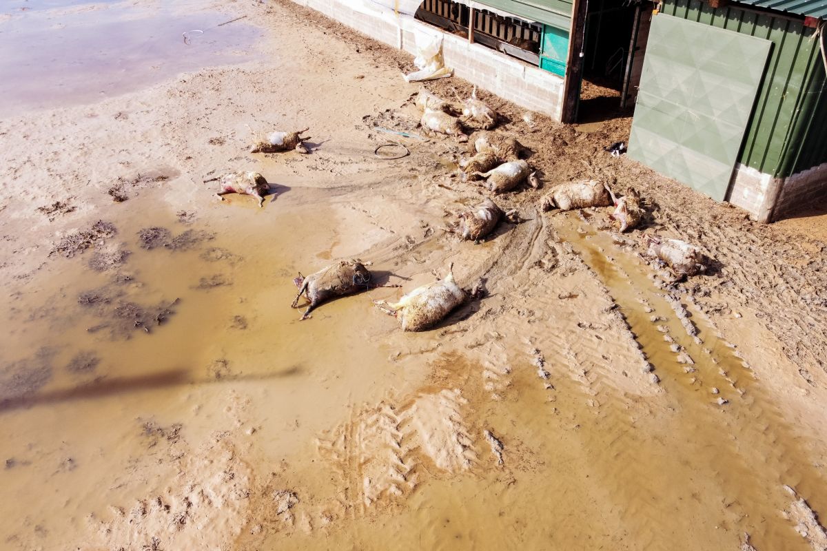 Θεσσαλία: Λάσπες και κίνδυνος λοιμωδών νοσημάτων – Δύσκολη η μάχη