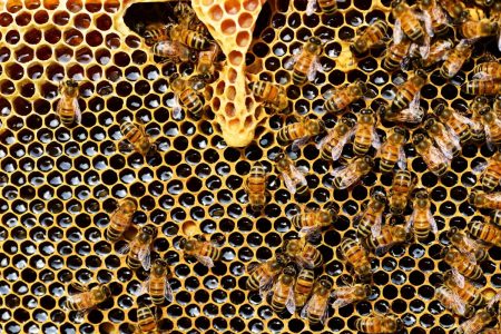 Θεσσαλία: Τεράστιο το πλήγμα στο μέλι από την κακοκαιρία