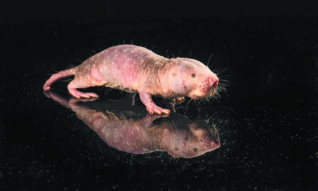 Το κλειδί της μακροζωίας σε έναν τυφλοπόντικα