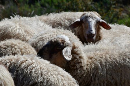 Πρόβατα έφαγαν 300 κιλά κάνναβη – Πήδαγαν πιο ψηλά από τα κατσίκια