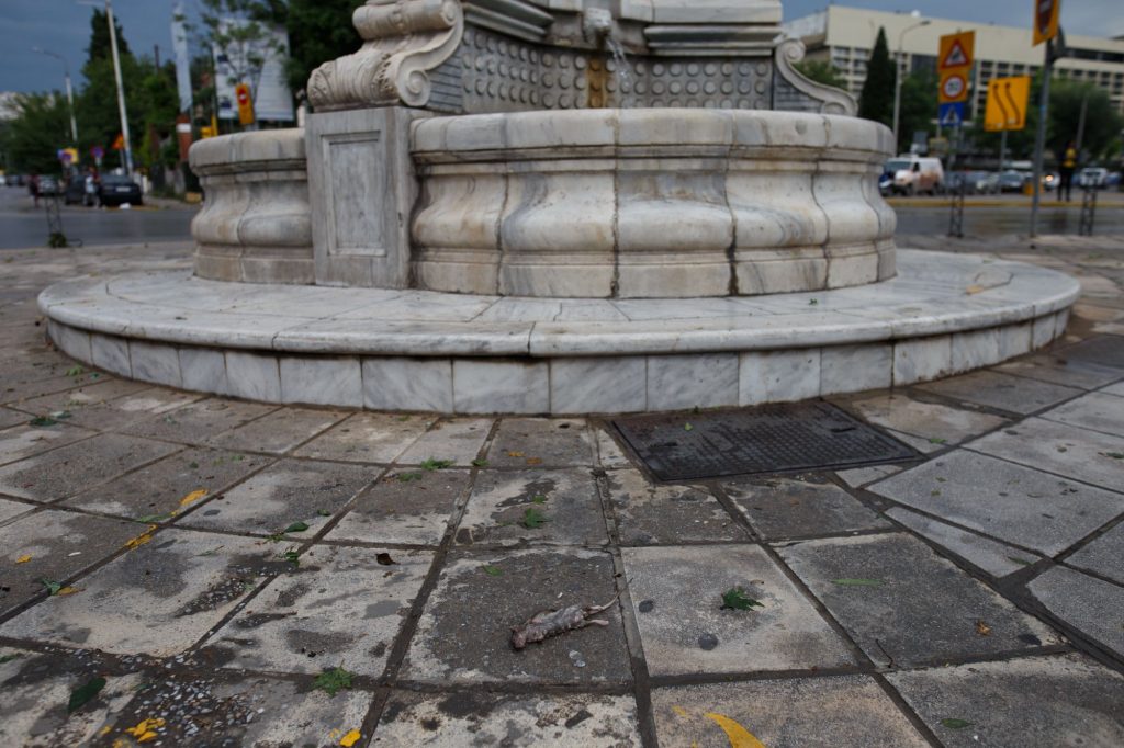 Λεπτοσπείρωση: Δυο θάνατοι καταγράφηκαν στην Κέρκυρα, τρία κρούσματα στη Θεσσαλία