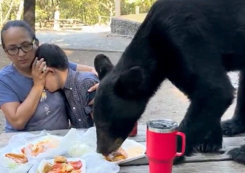 Αρκούδα τους έφαγε τα φαγητά ενώ έκαναν πικνίκ – Η «ψύχραιμη» αντίδραση μητέρας και παιδιού