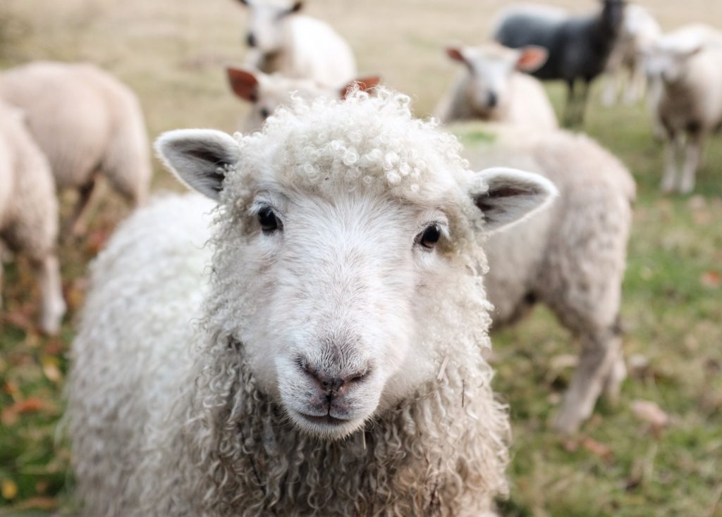 Η Παγκόσμια Ημέρα Ζώων, ο Φραγκίσκος της Ασίζης και η κλιματική αλλαγή