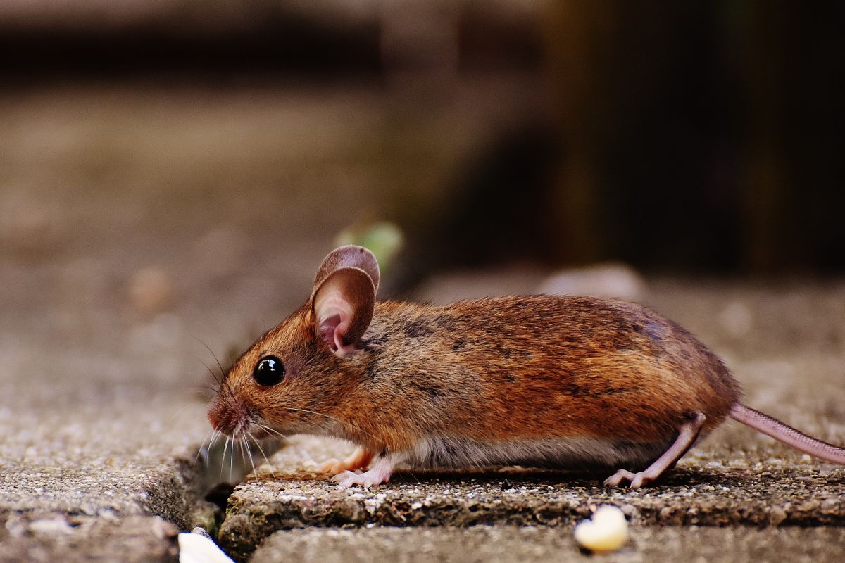 Ποντίκια κόβουν βόλτες σε σχολείο της Καισαριανής