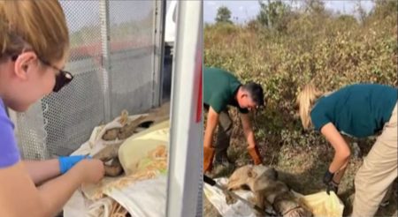 Κιλκίς:  Πυροβόλησαν λύκο – Αλυσίδα διάσωσης για την επιβίωσή του