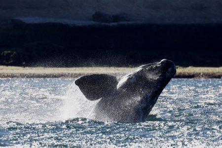 Η στιγμή που windsurfer δέχεται επίθεση από φάλαινα