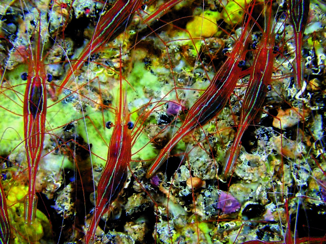 Από το γαριδάκι στο κροκοδειλάκι